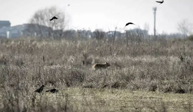 Un afacerist român a cumpărat cel mai mare teren din București, un fost CAP de 64 de hectare