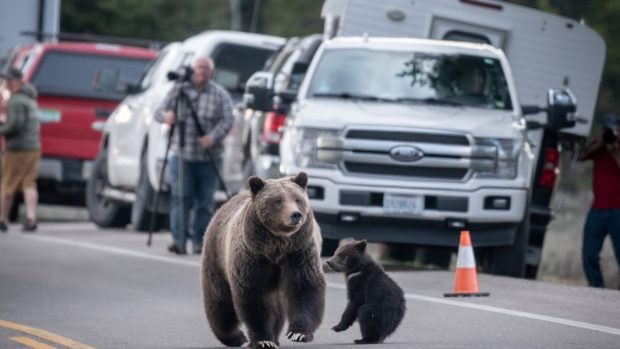 Grizzly 399, ursoaica-vedetă din Wyoming, a murit după ce a fost lovită de o mașină