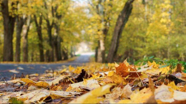 Prognoza meteo pentru următoarele patru săptămâni. Cum va fi vremea în octombrie