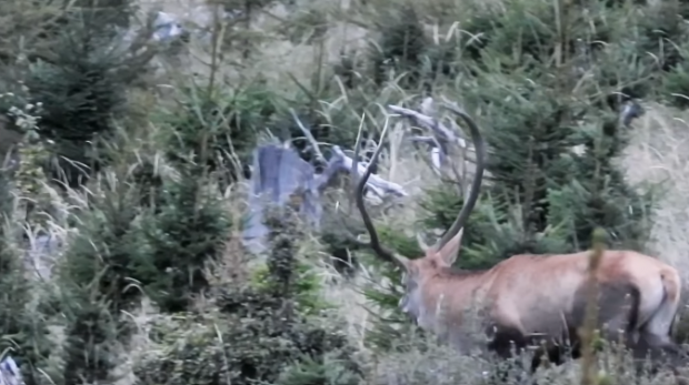 Imagini spectaculoase cu lupta dintre doi cerbi în perioada boncănitului VIDEO