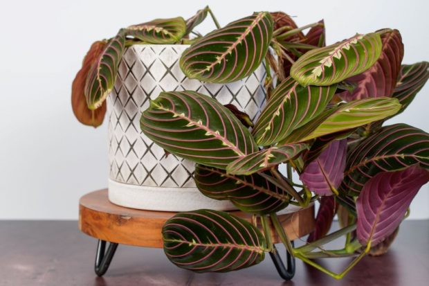 Maranta leuconeura, planta care se roagă – îngrijire, beneficii și înmulțire