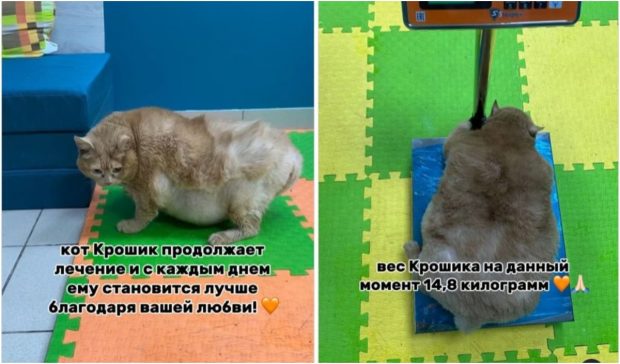 Cea mai grasă pisică din lume a murit în timpul curei de slăbire