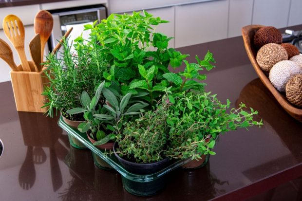 Plante aromatice pe care să le creşti în bucătăria ta
