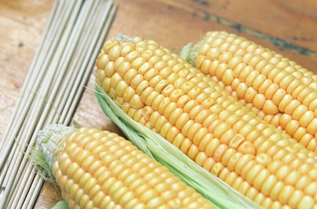 Mai multe nave cu porumb românesc au fost refuzate la export din cauza nivelului periculos de aflatoxină