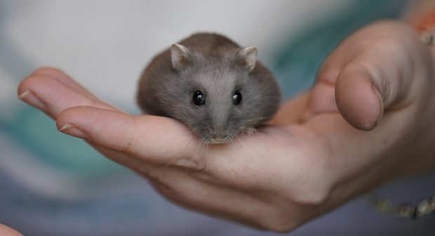 O mamă a doi copii a murit după ce a fost mușcată de un hamster. Femeia s-a prăbușit chiar în fața spitalului