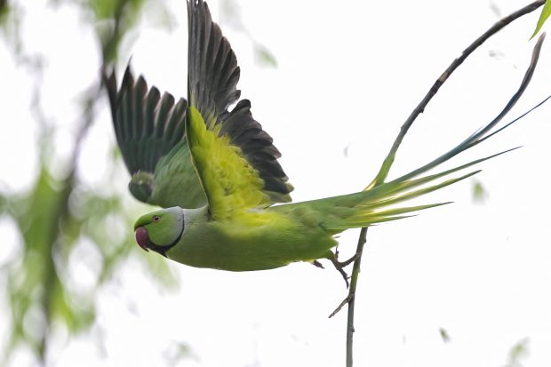 Peste 200 de peruşi, inclusiv campioni naţionali şi internaţionali, vor fi expuşi sâmbătă şi duminică la Zoo Sibiu