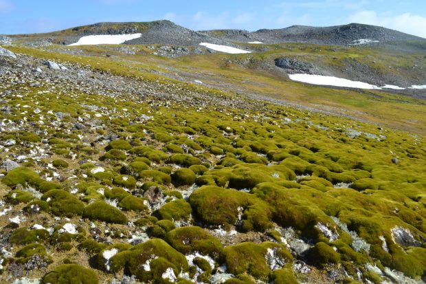 Imagini din Antarctica unde ghețarii se topesc într-un ritm alarmant, iar unele zone au înverzit: „Influența schimbărilor climatice nu are limite”