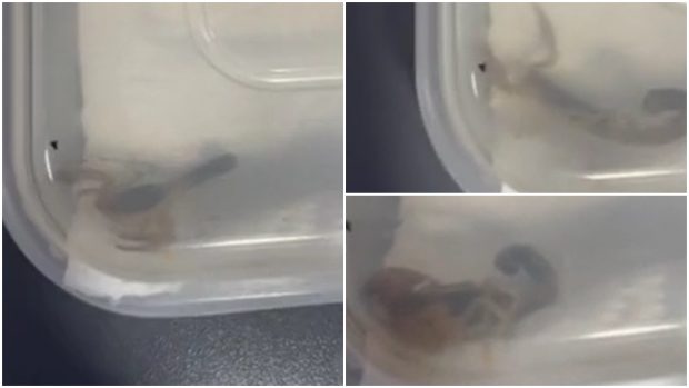 Scorpion viu, găsit într-un colet comandat de pe Shein, de o studentă din Marea Britanie. „Am crezut că este o jucărie” | VIDEO