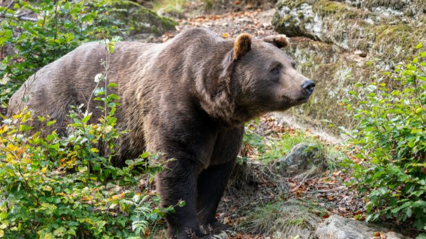 Bărbat atacat de urs, în județul Prahova. Autoritățile au emis un mesaj Ro-Alert pentru populația din zonă
