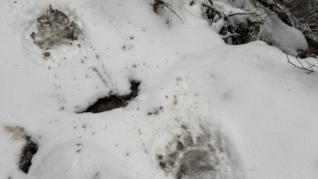 Poliția a reținut 11 ucraineni care încercau să treacă granița în România: „Erau urmăriți de un urs”