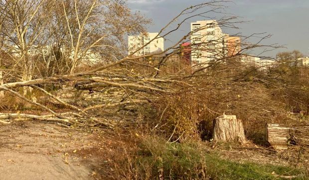 Parcul IOR, distrus sistematic: 400 de copaci au fost tăiați ilegal în ultimele două săptămâni. Peste 30 de incendii în ultimii doi ani