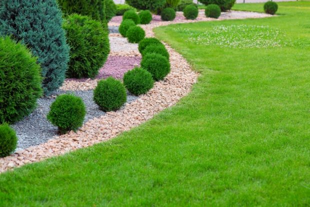 Beneficiile arborilor ornamentali pentru amenajarea spațiilor verzi