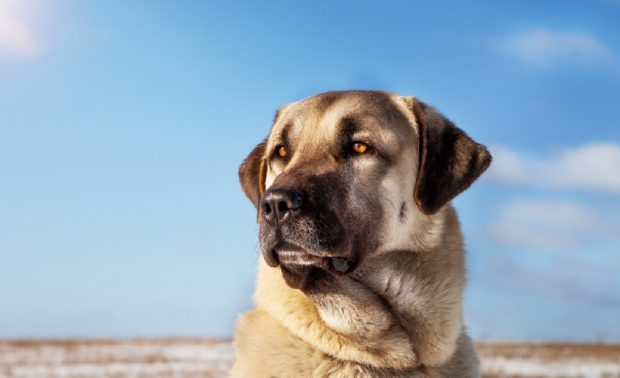 Kangal – tot ce trebuie să știi despre câinii din această rasă