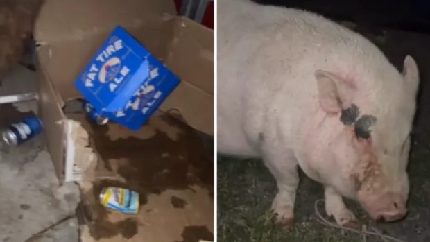 Un porc a băut rezerva de bere din garajul proprietarilor săi: „Căpșuna a intrat într-o ladă de bere. E atât de beată”