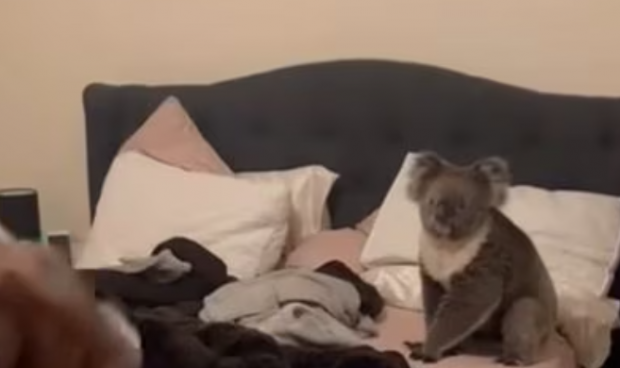 Un cuplu din Australia s-a trezit cu un koala în dormitor, la miezul nopții: „E deja membru al familiei”
