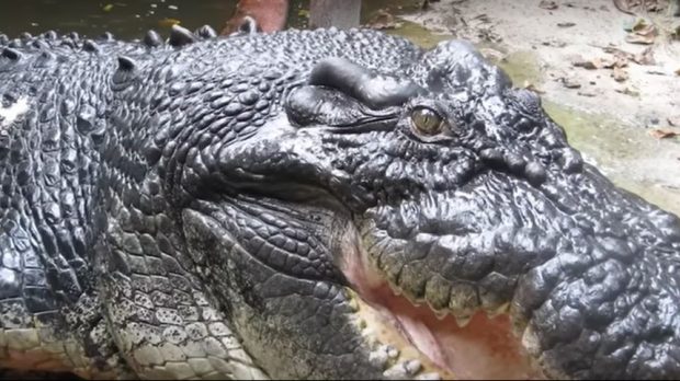 Cel mai lung crocodil captiv din lume, Cassius, a murit în Australia, la peste 110 ani | VIDEO