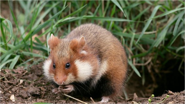 Un avion a rămas blocat pe aeroportul din Portugalia, după ce 132 de hamsteri au ieșit din bagaje