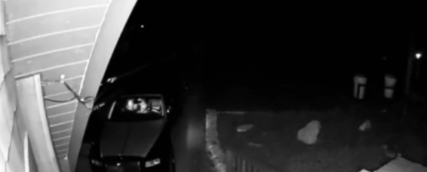 Escrocherie de peste 140.000 de dolari. Patru oameni au fost arestați, după ce s-ar fi deghizat în urși pentru a înșela firme de asigurări auto