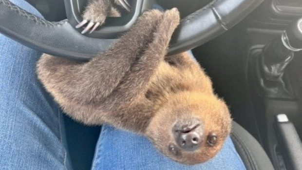 Un „hoț” a spart mașina unui brazilian și a rămas pe scaunul șoferului până dimineața. Pungașul, un leneș sălbatic, agățat de volan | VIDEO