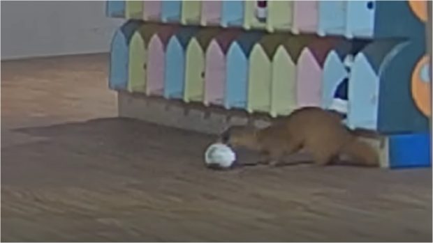 O nevăstuică a fost surprinsă pe camerele de supraveghere, în timp ce fura pantofii copiilor dintr-o grădiniță japoneză | VIDEO