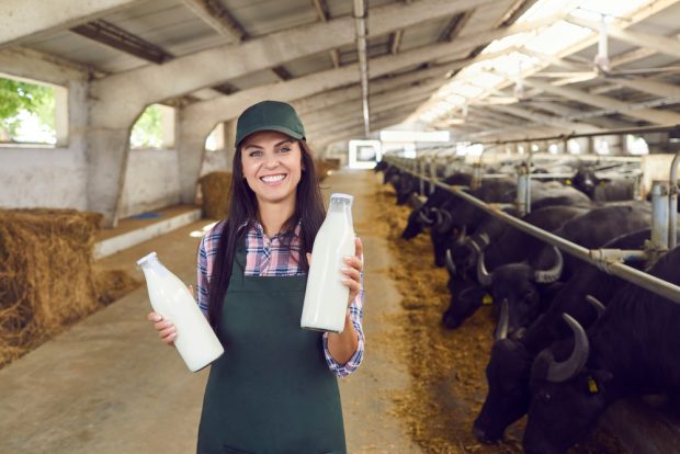 Lapte de bivoliţă – Ce proprietăţi şi beneficii are