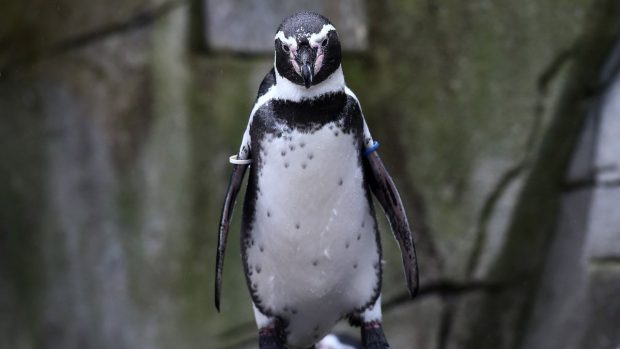 Un pinguin-împărat a făcut cea mai lungă călătorie cunoscută vreodată pentru specia sa, după ce a ajuns în Australia