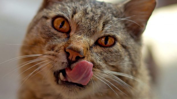 Două pisici au ajuns la spital intoxicate cu droguri. Poliția Animalelor investighează cazul