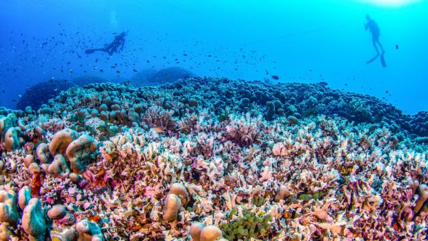 Cel mai mare coral înregistrat vreodată a fost descoperit în Oceanul Pacific