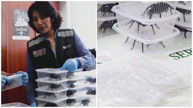Un bărbat a fost prins cu sute de tarantule legate de corp, pe aeroportul din Peru | VIDEO