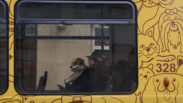 Locuitorii cu animale de companie din Iași pot circula cu tramvaiul special pentru patrupezi 