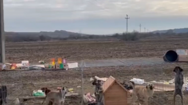 143 de câini chinuiți într-un adăpost neautorizat de animale din Bulzești, Dolj. Proprietara a fost amendată