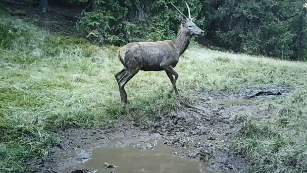 Cerb filmat când se bălăcește, în Parcul Național Bucegi: „Cineva intră în jocul tânărului prinț” | VIDEO