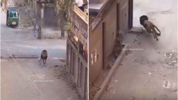 Un leu care a scăpat dintr-o cușcă, a fugit pe străzi și a rănit trei oameni a fost împușcat mortal, în Pakistan | Video