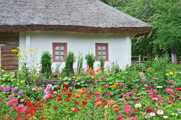 Secretele succesului în cultivarea florilor din semințe