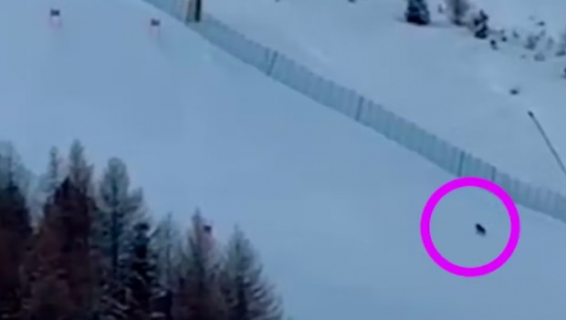 Lupi filmați pe o pârtie de schi renumită din Italia: „Nu vă faceți griji, se antrenează să fie mai rapizi!” | VIDEO