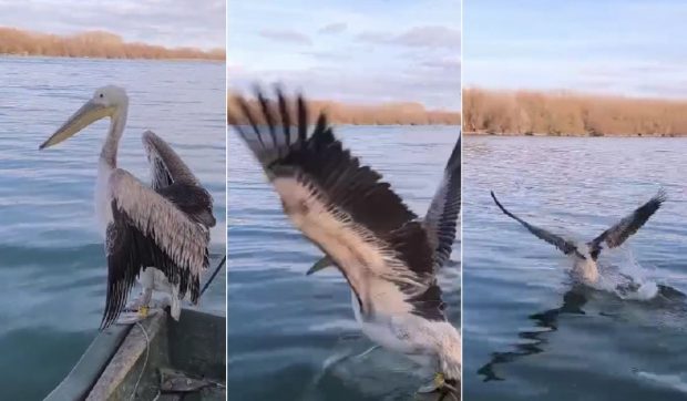 Un pelican din Delta Dunării a fost salvat și apoi eliberat lângă o colonie de pelicani comuni