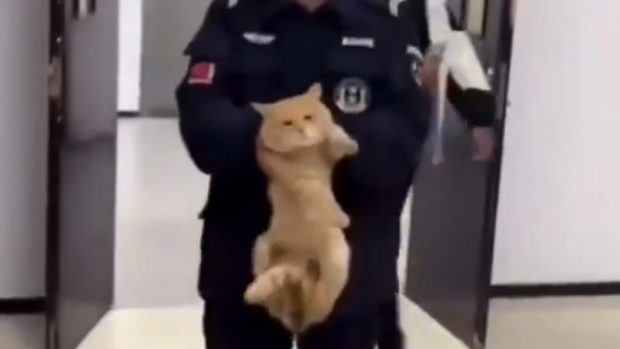 Pisică arestată în Thailanda pentru că a furat pește | VIDEO