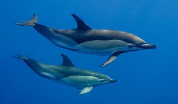 Cercetătorii au descoperit delfini drogaţi cu fentanil în Golful Mexic