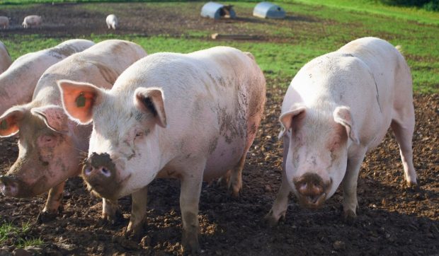Porcul de la țărani: prețuri nesustenabile pentru producători, inaccesibile pentru clienți. „Își ia două kile de carne și a venit Crăciunul”