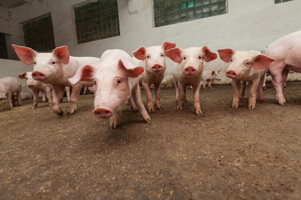 Fermă de porci