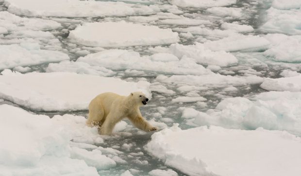 Un bărbat din Canada a sărit pe un urs polar pentru a-și apăra soția de atac