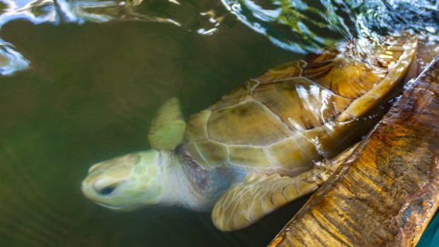 Trei oameni, câțiva câini și câteva pisici au murit după ce au mâncat din aceeași tocană de broască țestoasă de mare. Alți 32 de oameni sunt bolnavi 