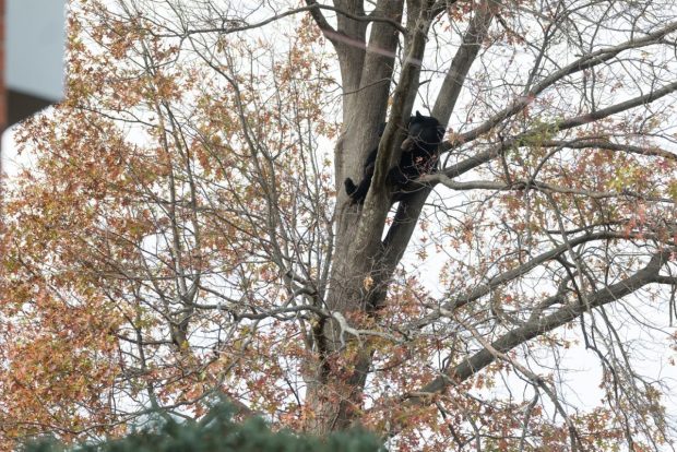 Un vânător a murit după ce un urs care a fost împușcat într-un copac a căzut peste el