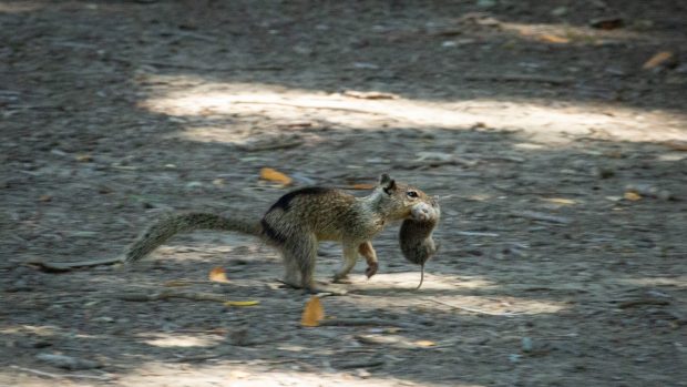 Veverițele dintr-un parc din California au devenit prădători. Animăluțele au renunțat la nuci și vânează șoareci