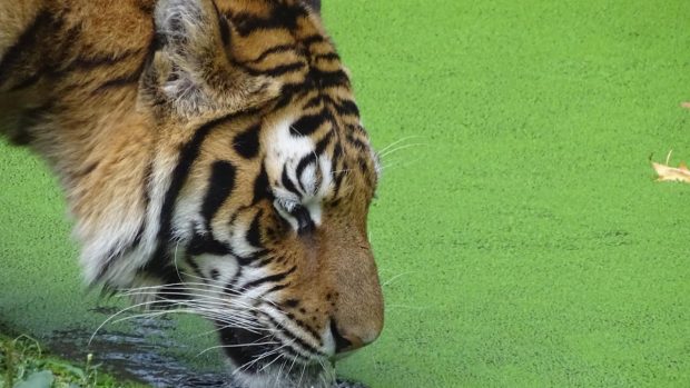 Greșeala care i-a adus moartea angajatului atacat de un tigru la Grădina Zoologică din Pitești