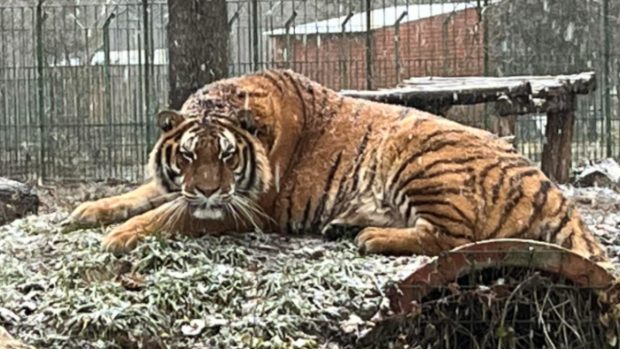 Un angajat de la Grădina Zoologică Piteşti a fost  ucis de un tigru