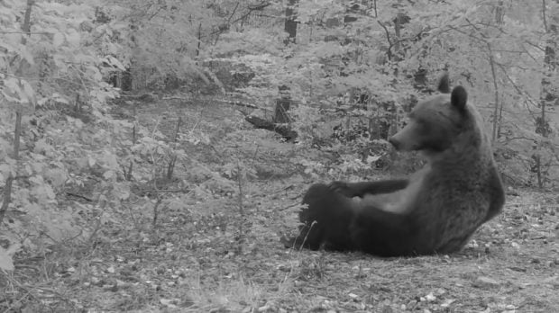 Un urs a fost surprins în timp ce se relaxează într-o pădure din Parcul Național Putna Vrancea | VIDEO