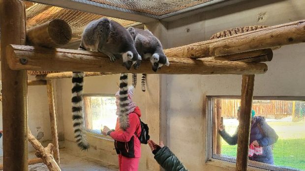 Grădina Zoologică din Oradea se mută în pădurea Nojorid. Locația aleasă va fi de aproape patru ori mai mare