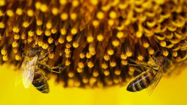 România continuă să folosească pesticide interzise, care ucid albinele, ignorând legislația UE. „Sunt foarte dăunătoare și provoacă dereglări ale sistemului nervos”