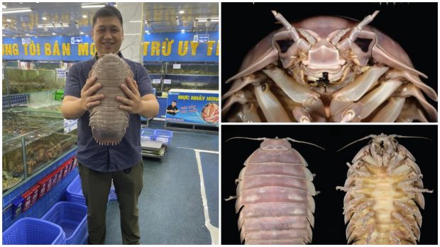 Cercetătorii au descoperit Bathynomus vaderi, un crustaceu gigant, în Vietnam. Specia este numită după Darth Vader din „Star Wars”